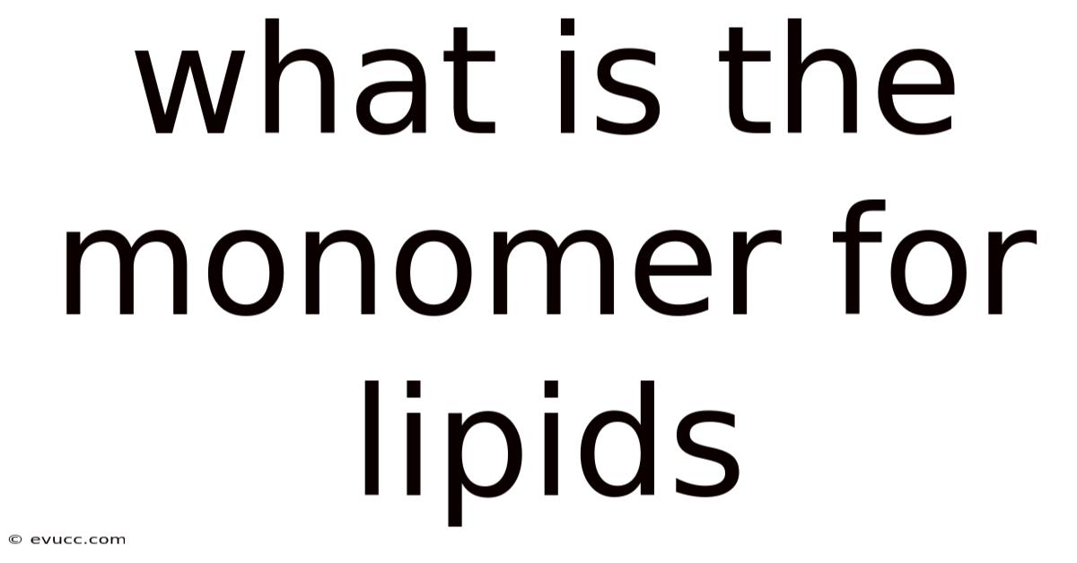 What Is The Monomer For Lipids