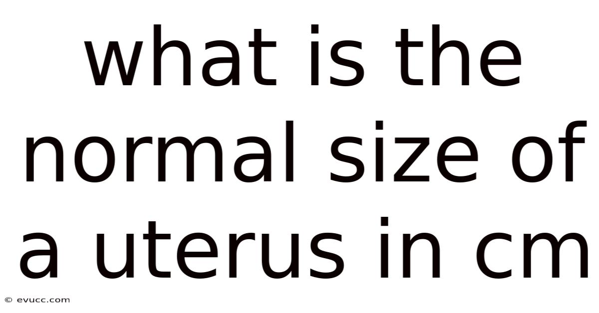 What Is The Normal Size Of A Uterus In Cm