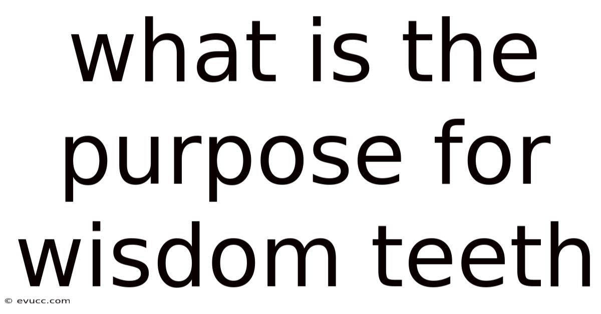 What Is The Purpose For Wisdom Teeth