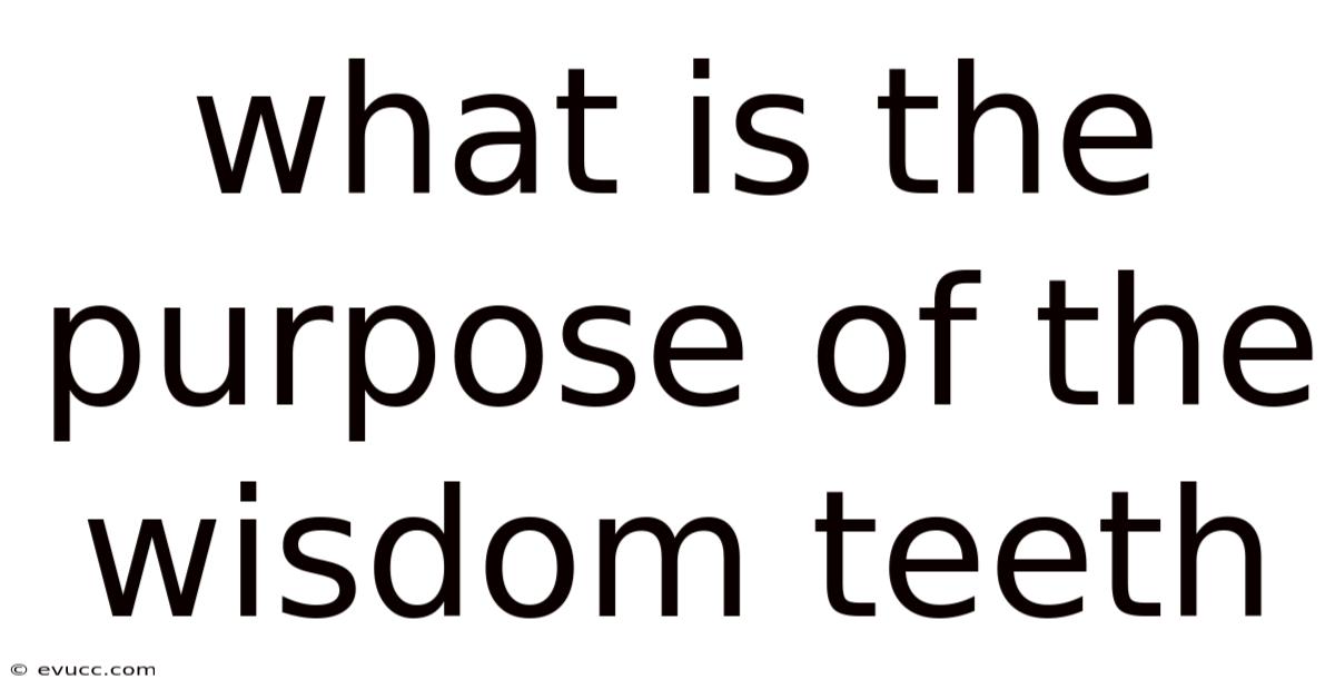 What Is The Purpose Of The Wisdom Teeth