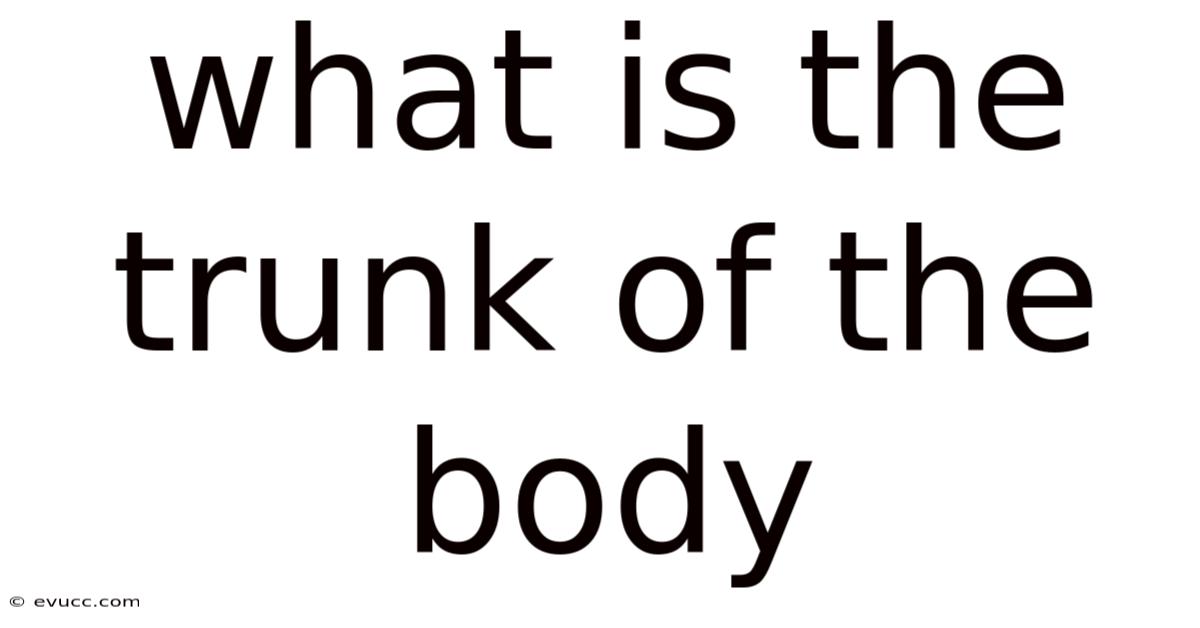What Is The Trunk Of The Body