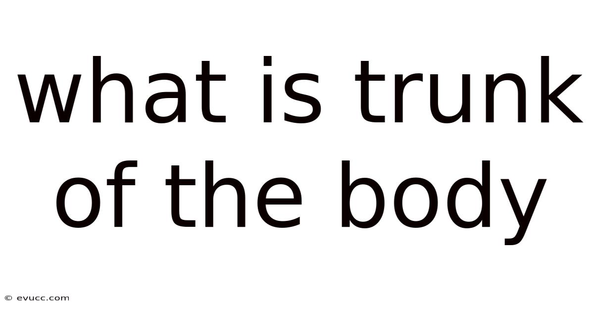 What Is Trunk Of The Body