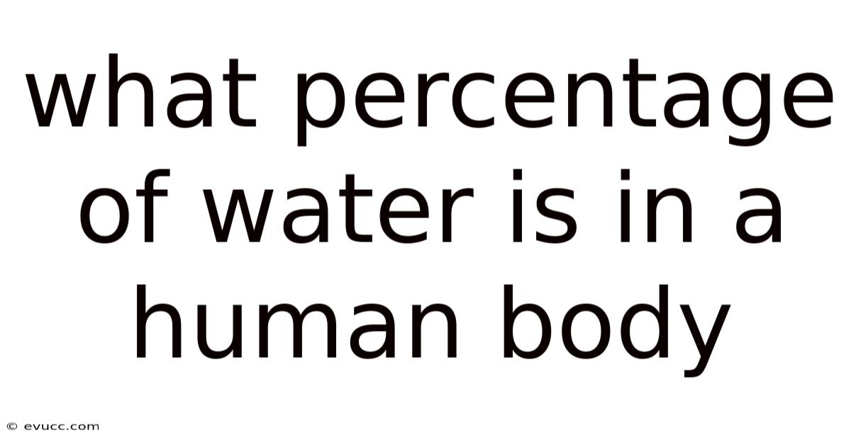 What Percentage Of Water Is In A Human Body