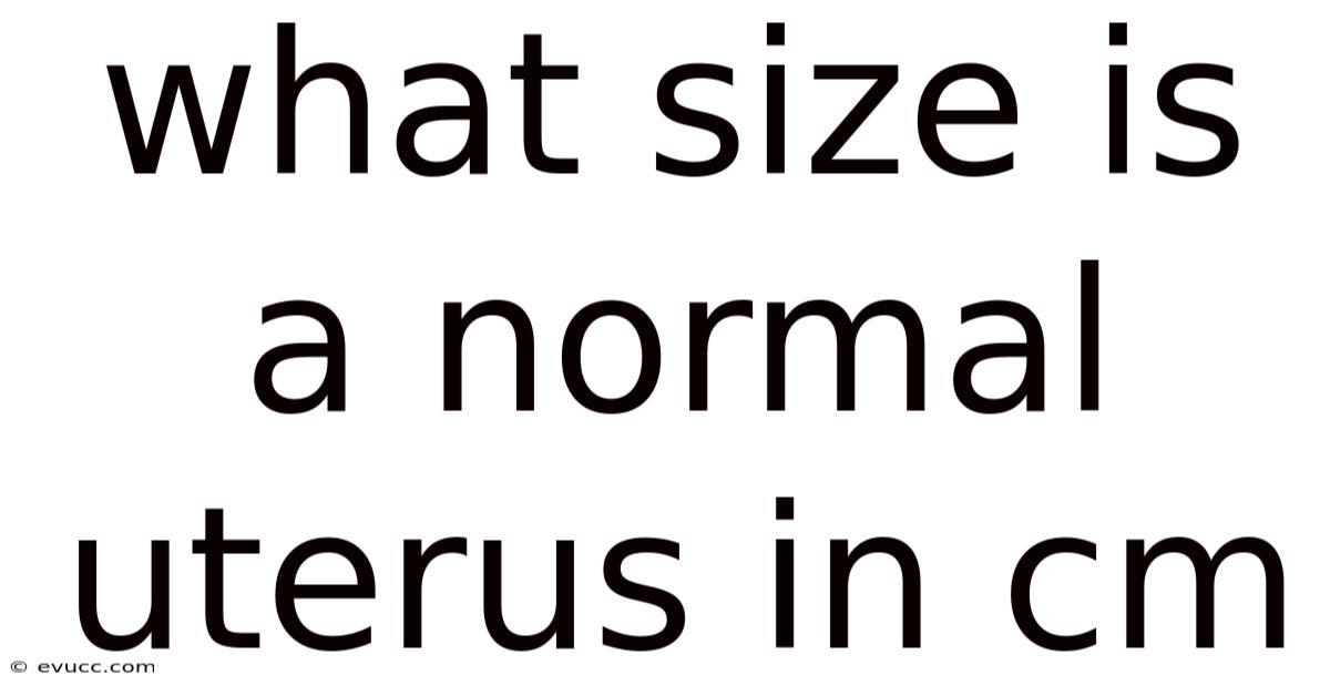 What Size Is A Normal Uterus In Cm