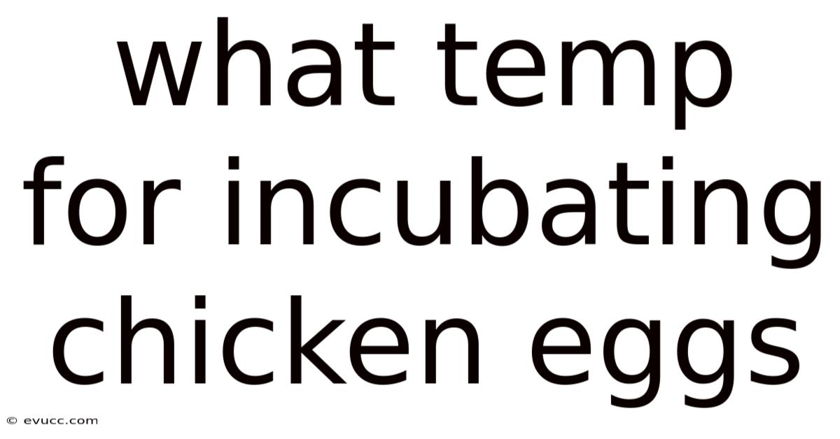 What Temp For Incubating Chicken Eggs