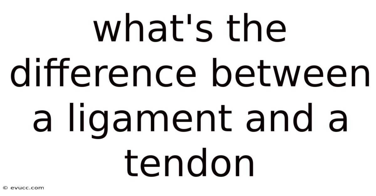 What's The Difference Between A Ligament And A Tendon