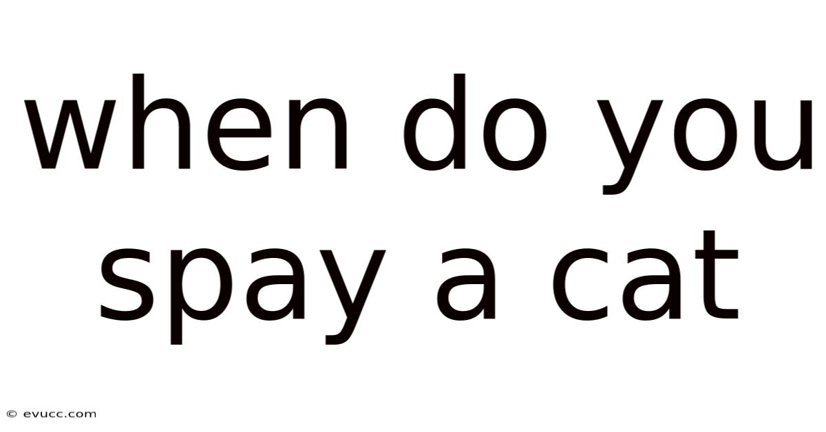 When Do You Spay A Cat