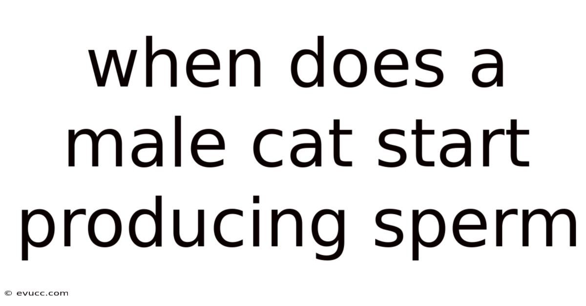 When Does A Male Cat Start Producing Sperm