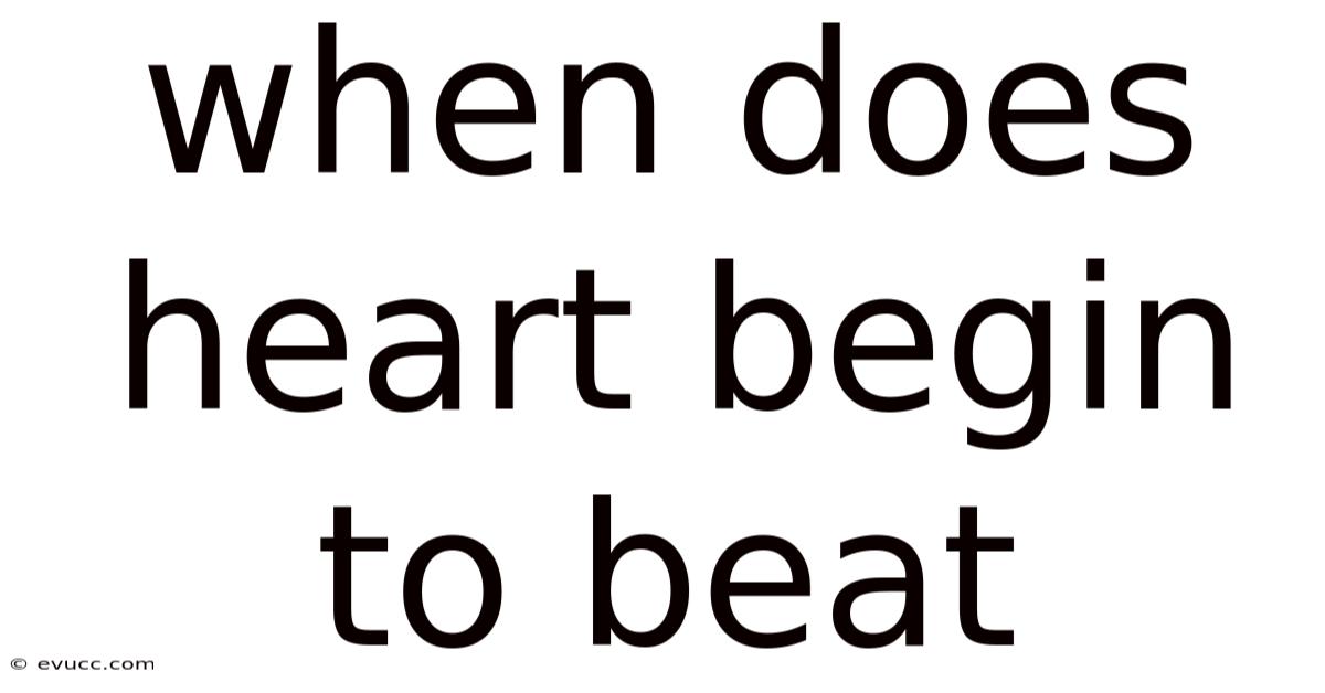 When Does Heart Begin To Beat