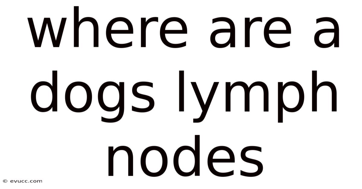 Where Are A Dogs Lymph Nodes