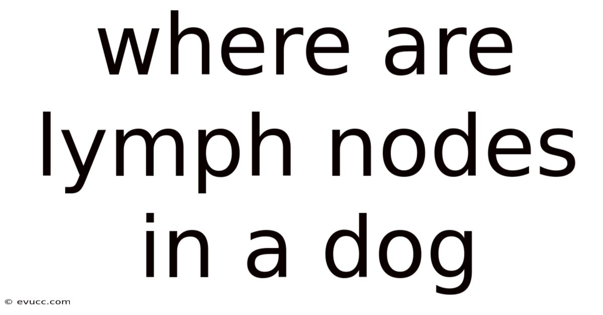 Where Are Lymph Nodes In A Dog