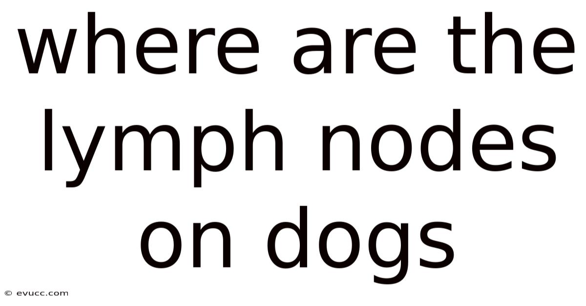 Where Are The Lymph Nodes On Dogs