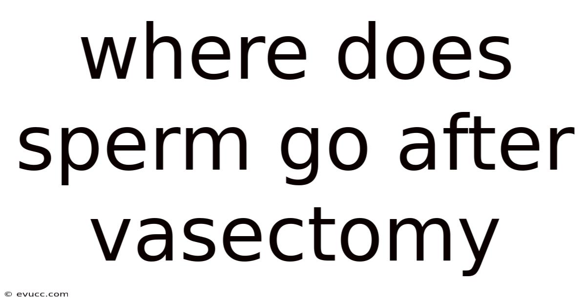 Where Does Sperm Go After Vasectomy