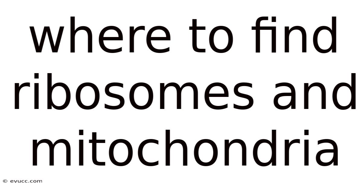 Where To Find Ribosomes And Mitochondria
