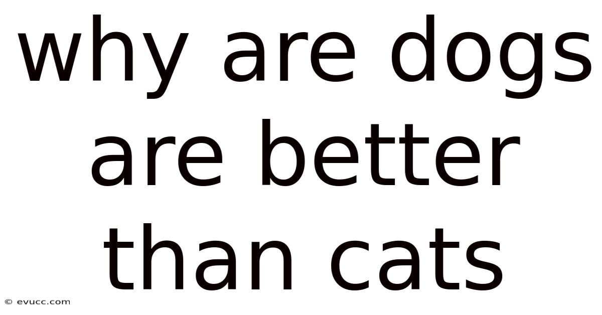 Why Are Dogs Are Better Than Cats