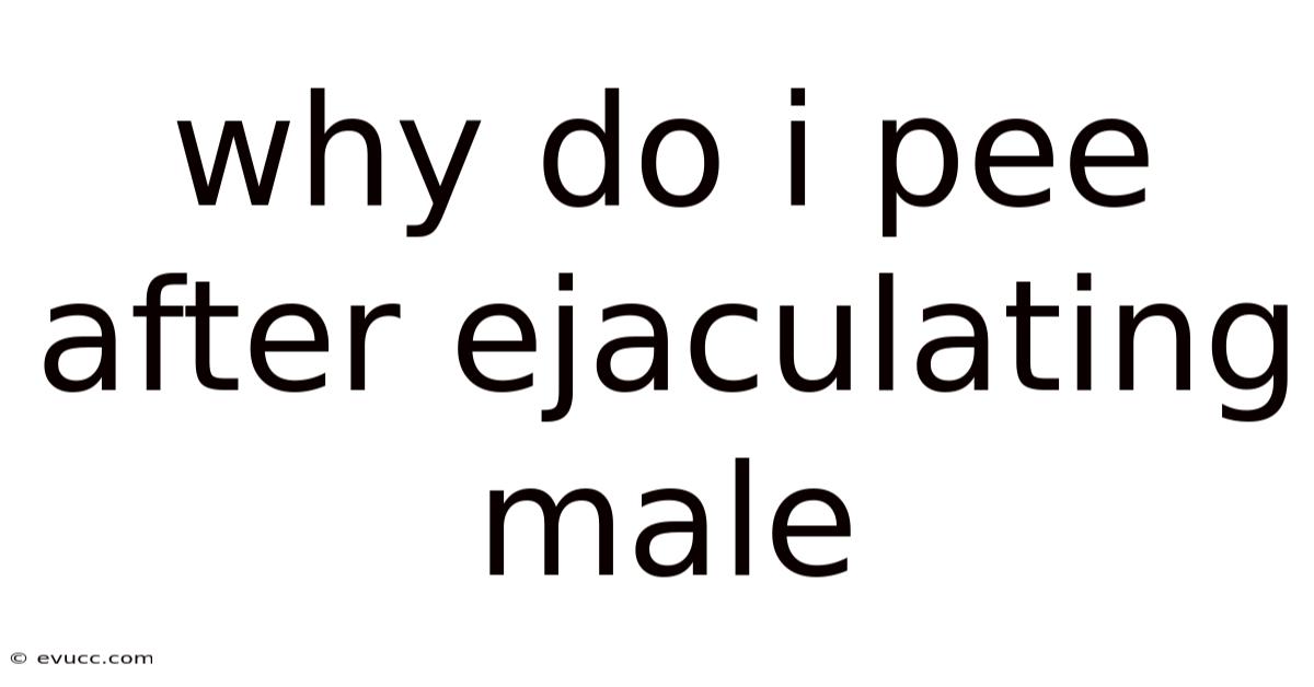 Why Do I Pee After Ejaculating Male
