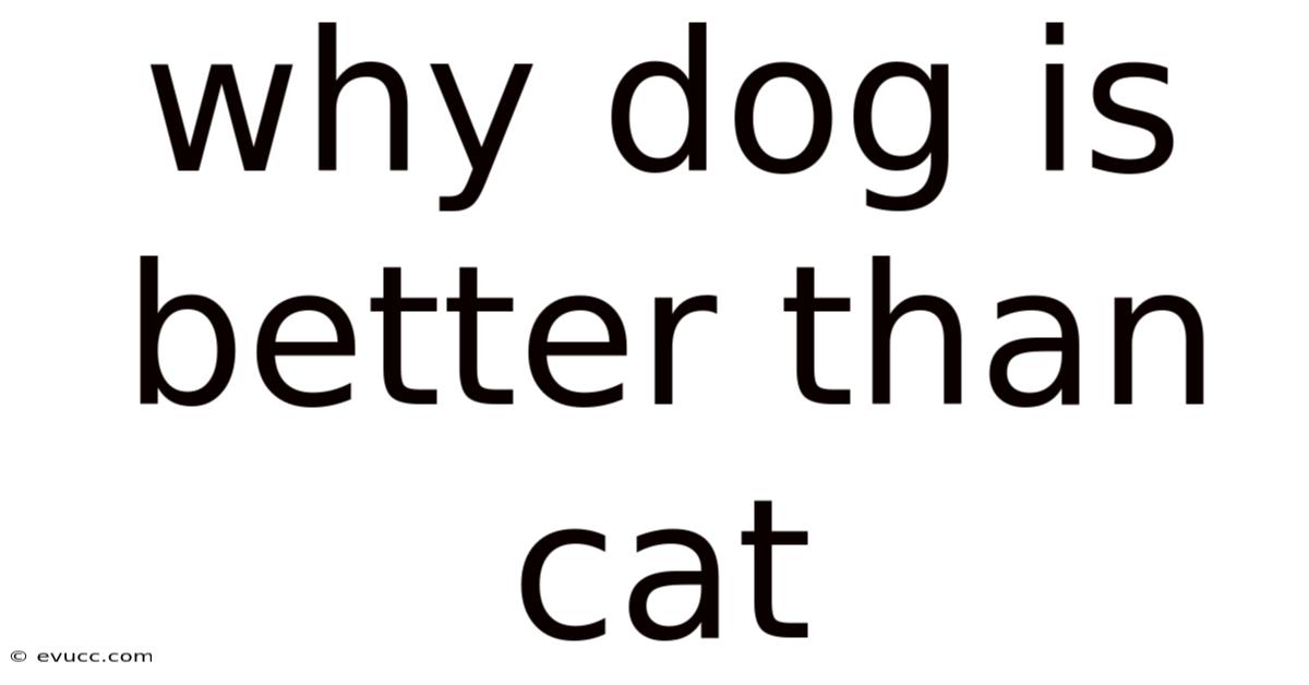 Why Dog Is Better Than Cat