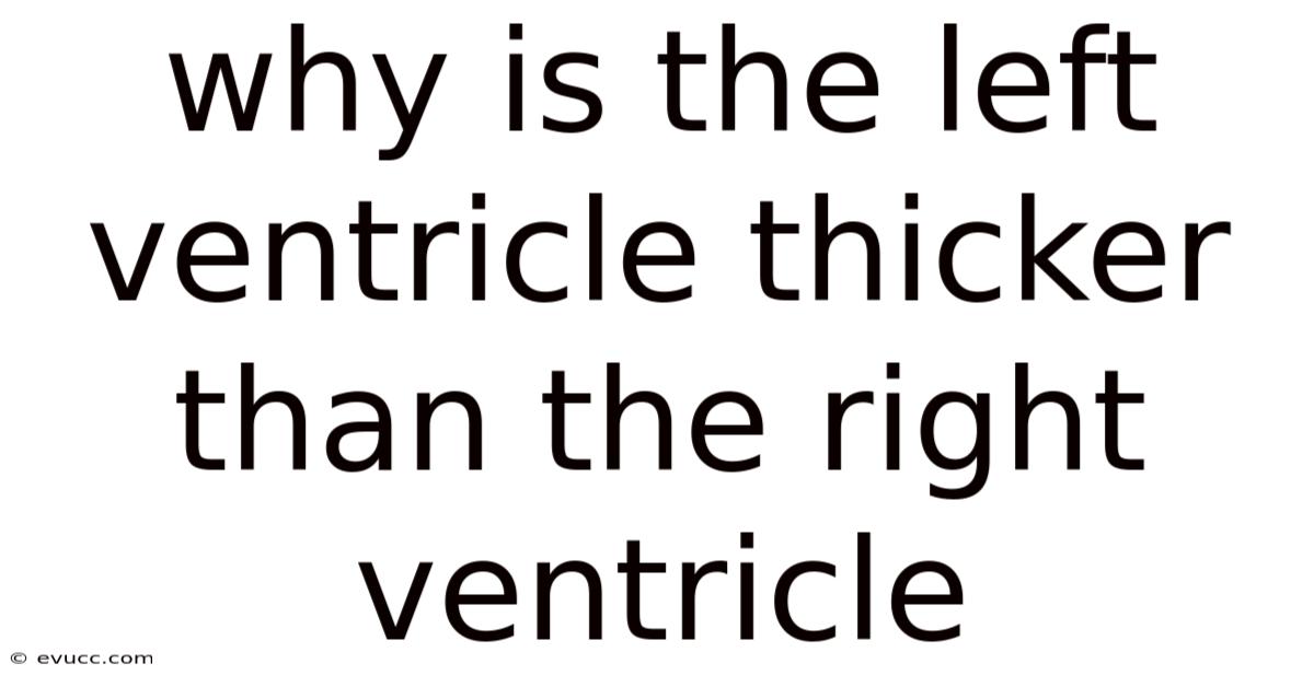 Why Is The Left Ventricle Thicker Than The Right Ventricle