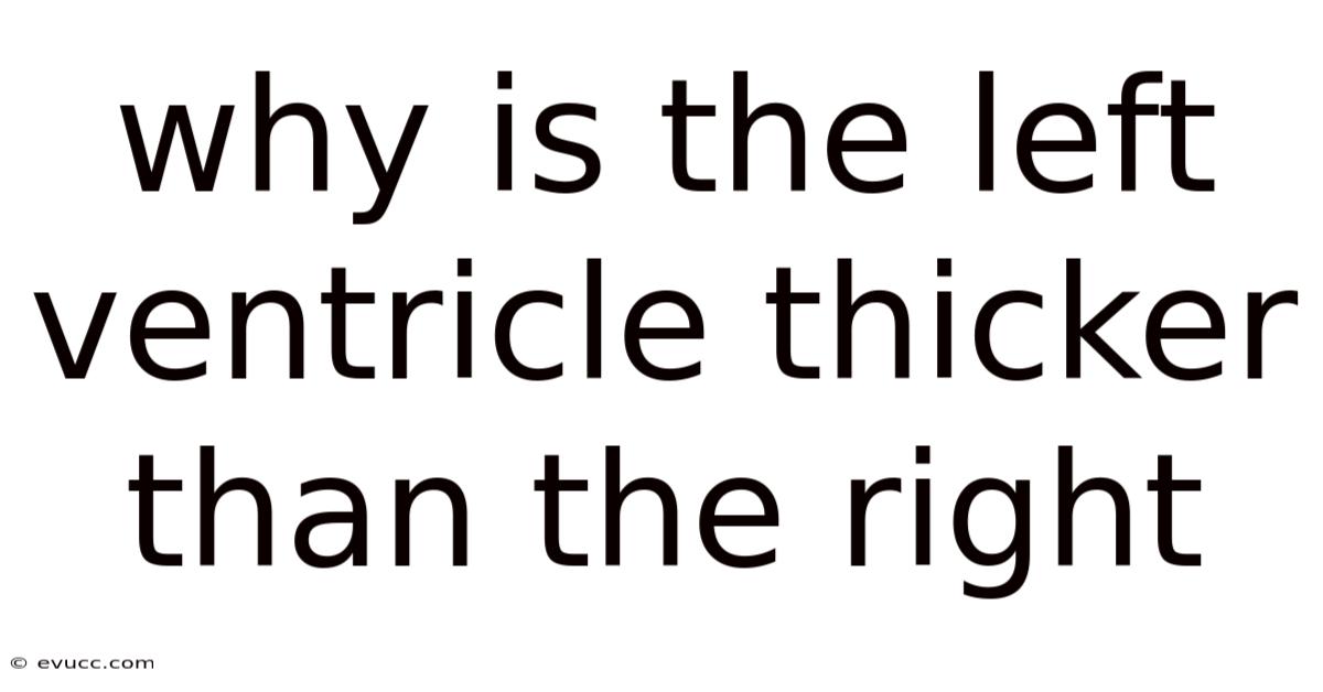 Why Is The Left Ventricle Thicker Than The Right