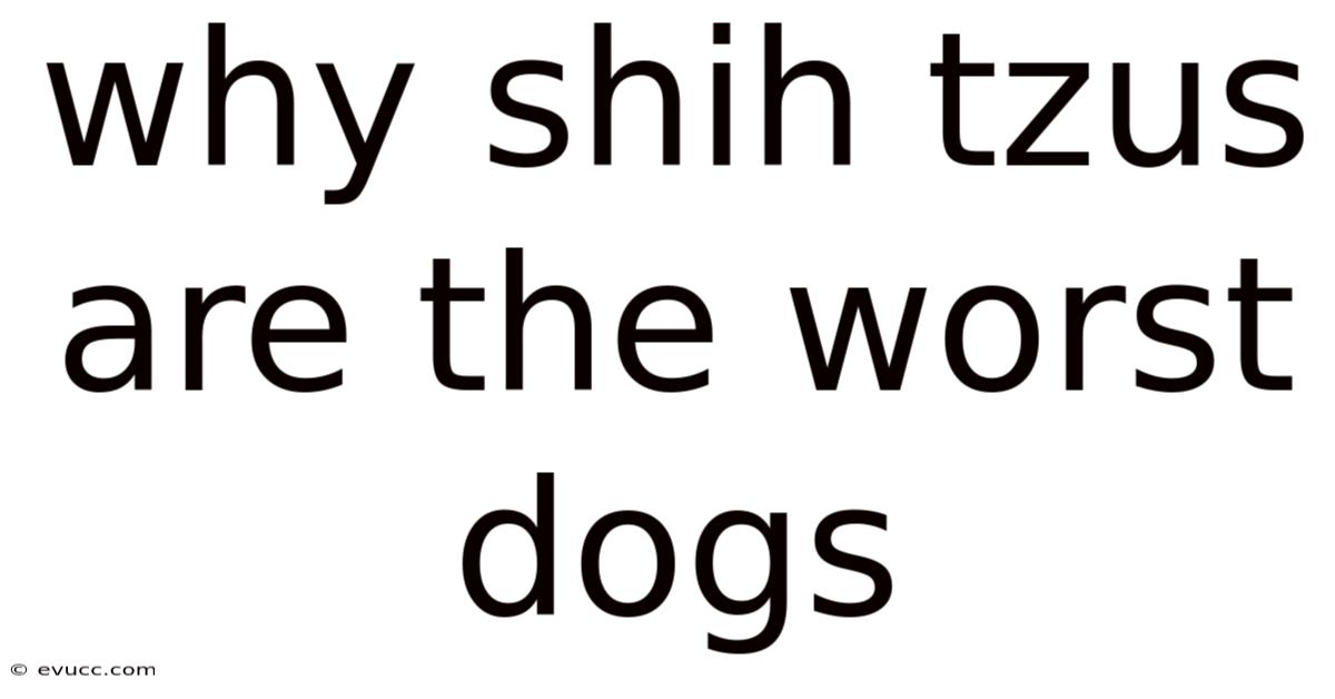 Why Shih Tzus Are The Worst Dogs