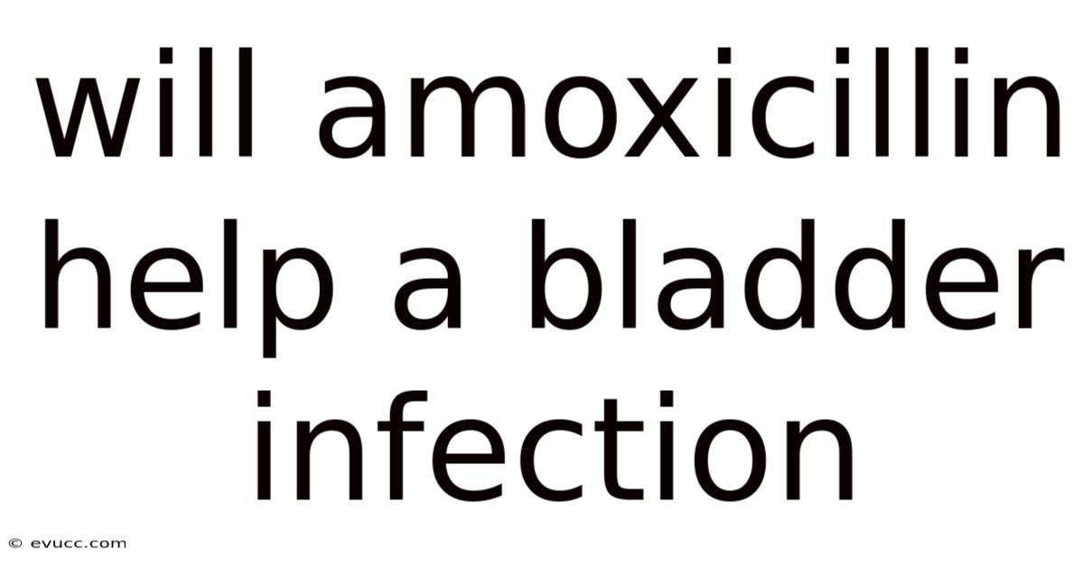 Will Amoxicillin Help A Bladder Infection